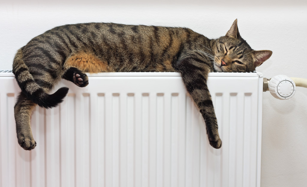 A tiger (tabby) cat relaxing on a warm radiator